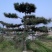 大量供应景观松树造型黑松造型松物美价廉基地直销
