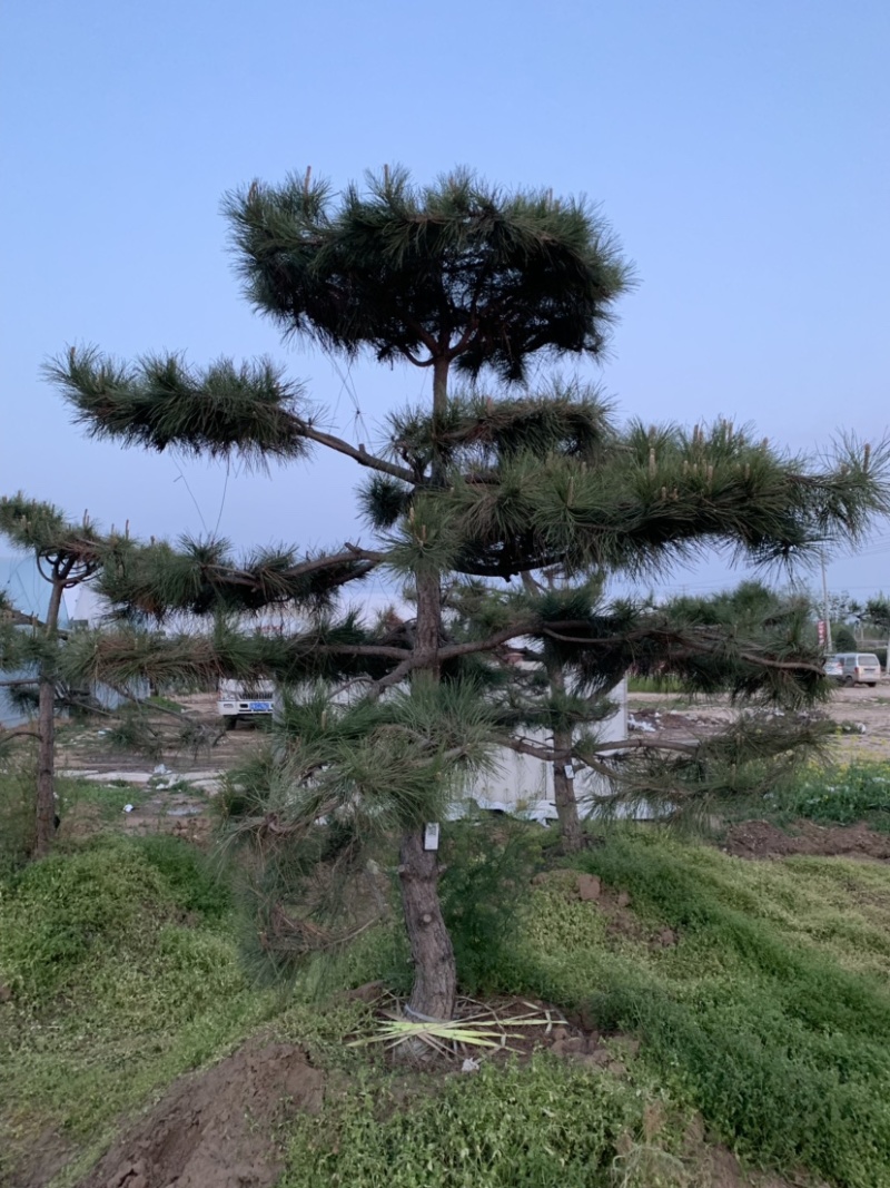大量供应景观松树造型黑松造型松物美价廉基地直销