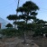 大量供应景观松树造型黑松造型松物美价廉基地直销
