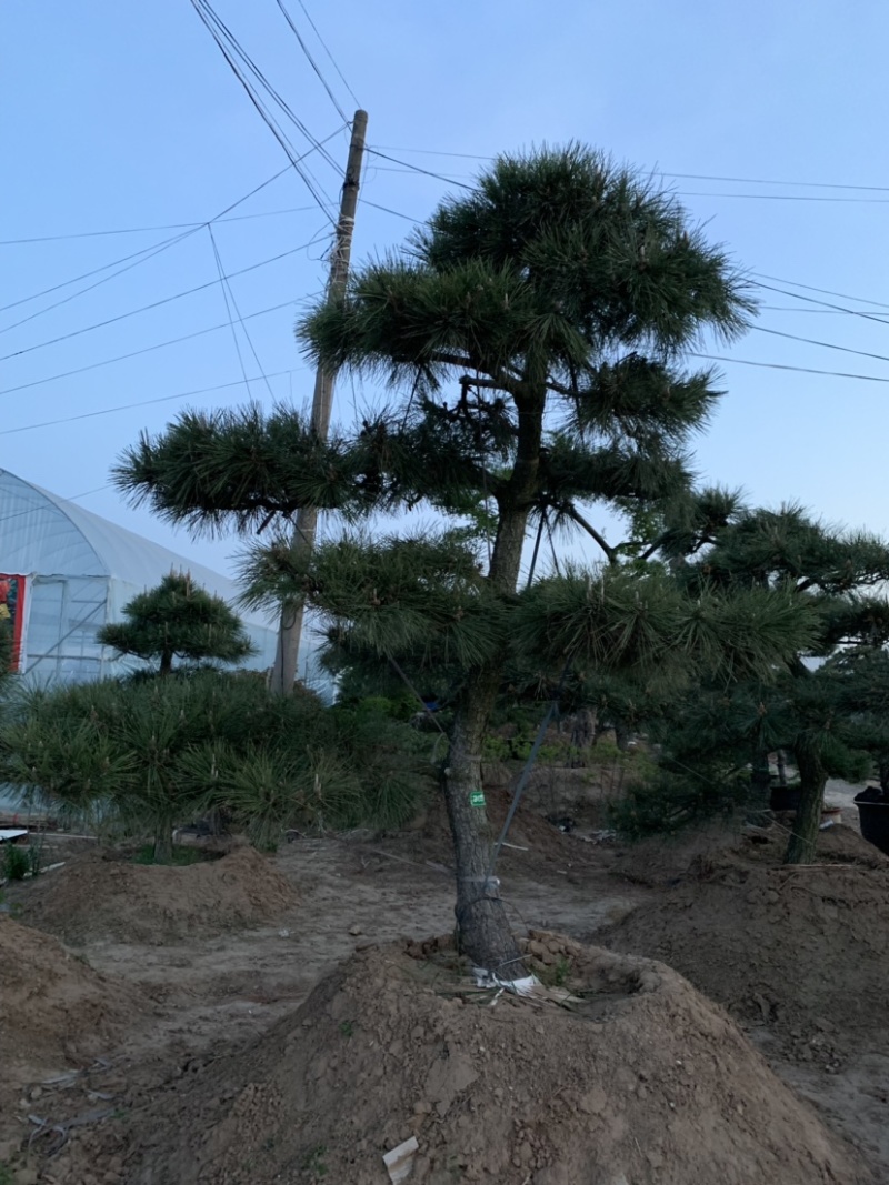 大量供应景观松树造型黑松造型松物美价廉基地直销