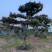 大量供应景观松树造型黑松造型松物美价廉基地直销