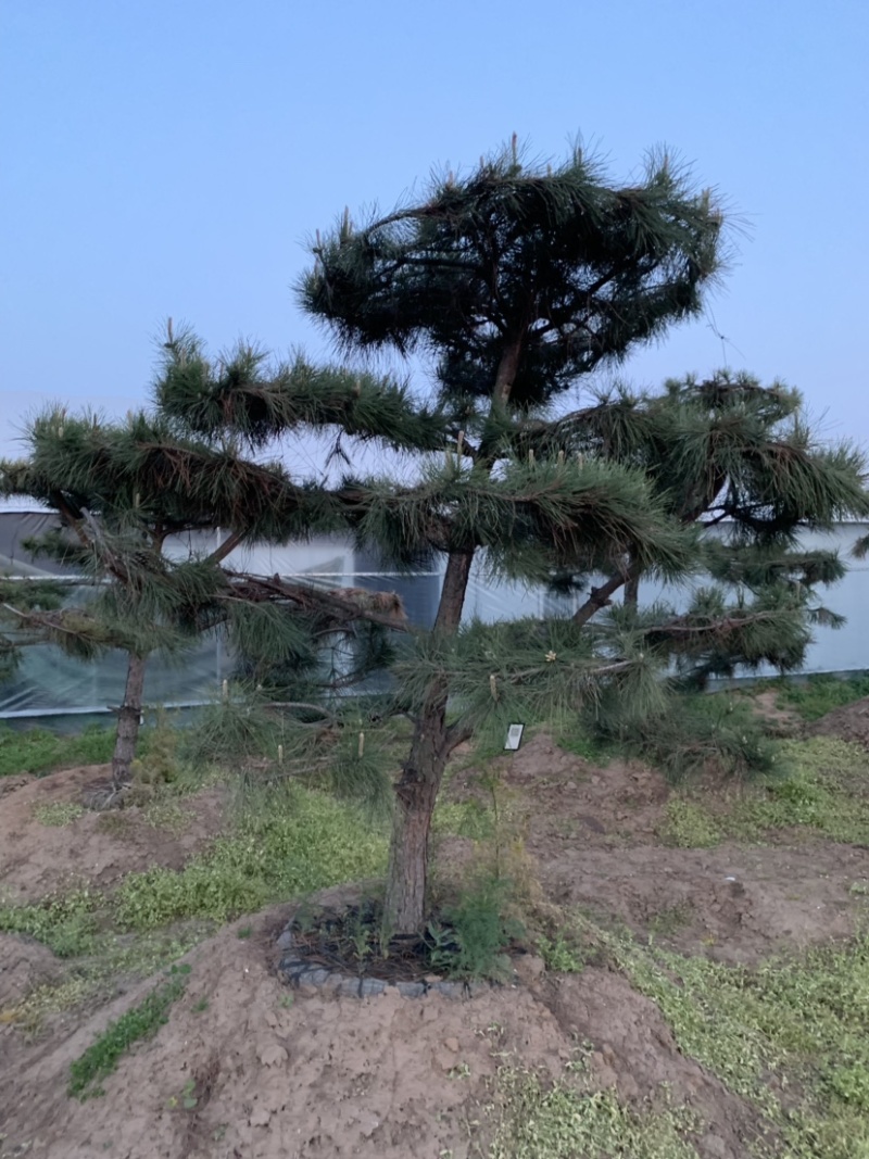 大量供应景观松树造型黑松造型松物美价廉基地直销