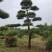 大量供应景观松树造型黑松造型松物美价廉基地直销