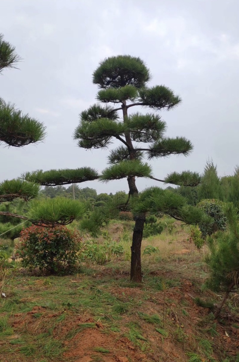 大量供应景观松树造型黑松造型松物美价廉基地直销