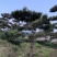 大量供应景观松树造型黑松造型松物美价廉基地直销