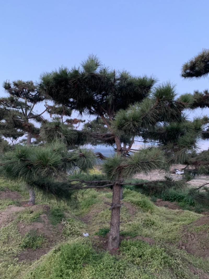 大量供应景观松树造型黑松造型松物美价廉基地直销