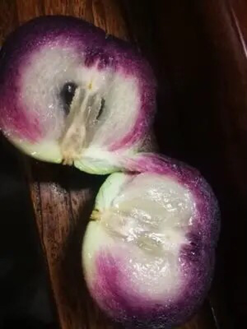 紫色牛奶果