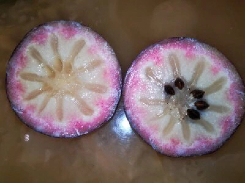 紫色牛奶果