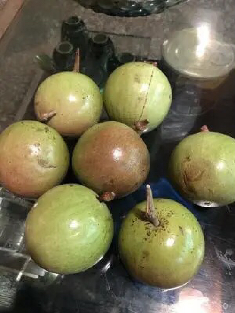 紫色牛奶果