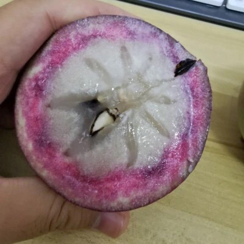 紫色牛奶果