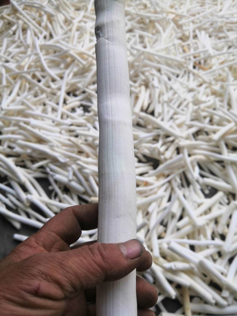 通草通草广西大通草药用通草农户自已摘的
