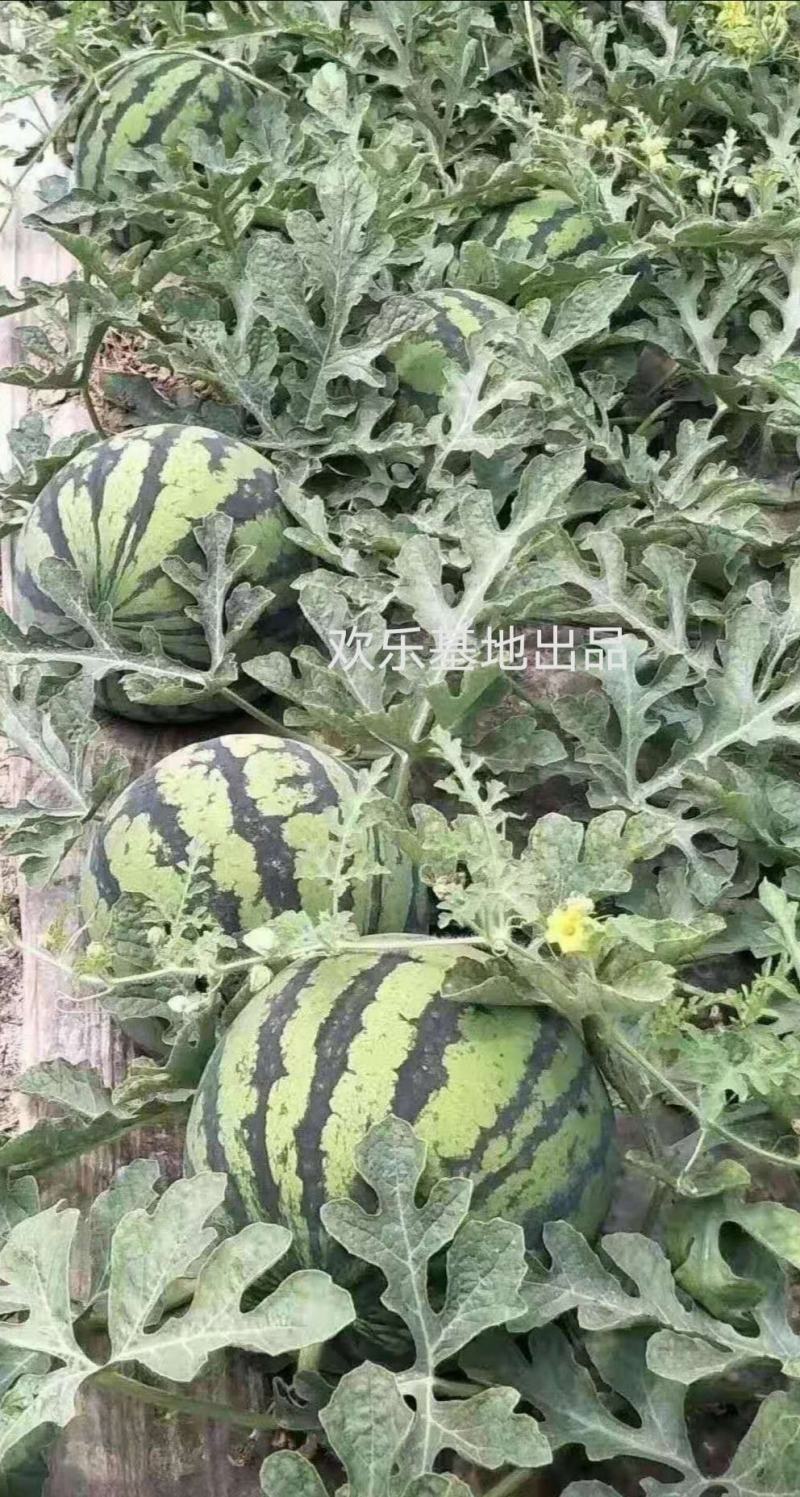 麒麟冰糖西瓜