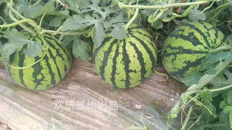 麒麟冰糖西瓜