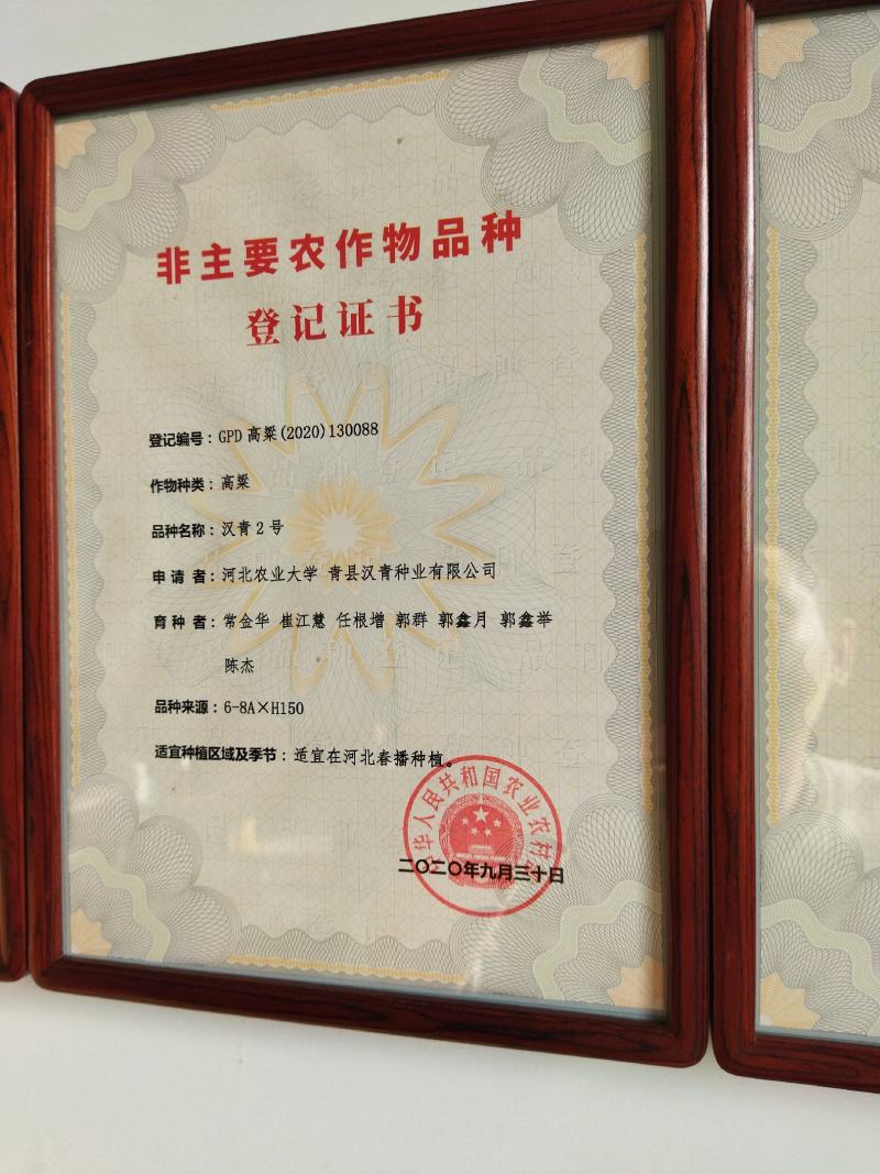 汉青二号株高一米二-一米三，中颗粒高粱积温二千七