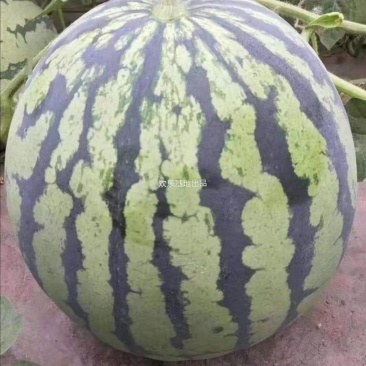 麒麟冰糖西瓜