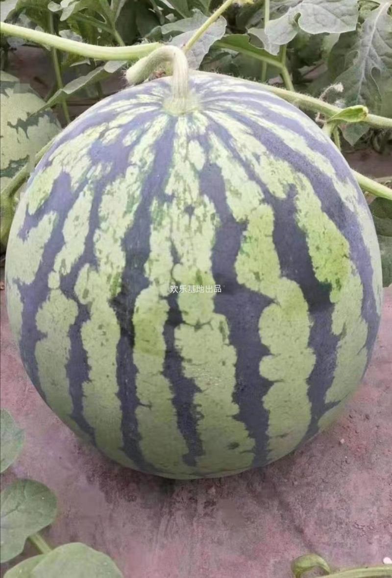 麒麟冰糖西瓜