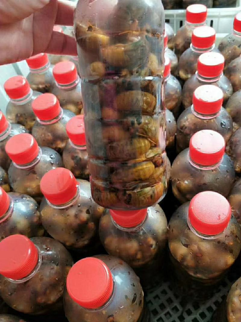 金蝉，白蝉，活体速冻，爬蚱，知了猴银蝉