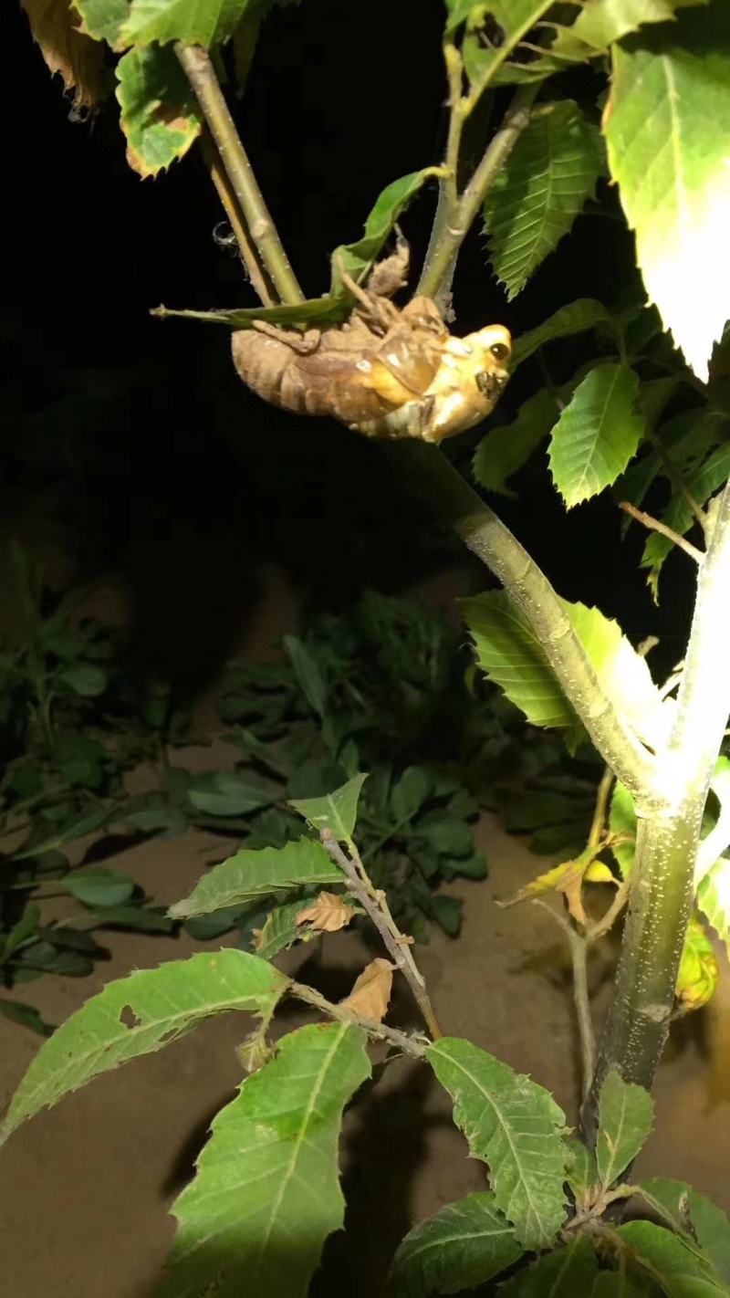 金蝉，白蝉，活体速冻，爬蚱，知了猴银蝉