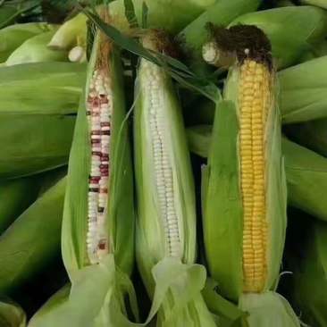 四川省攀枝花精品万糯玉米，水果玉米大量现货，支持各大商超