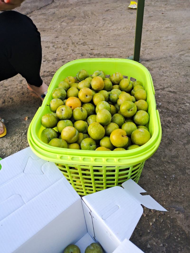 贵州六马四月李冰脆李青脆李长期合作代办蜂糖李