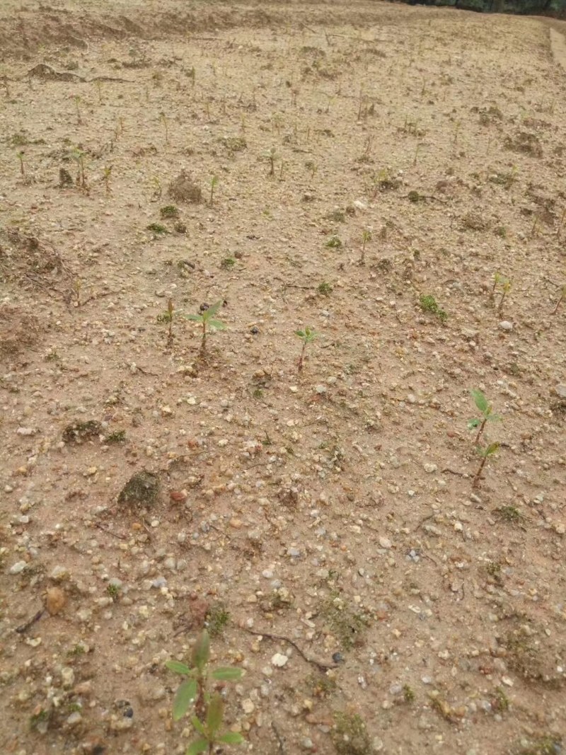 楠木芽苗江西大量供应批发