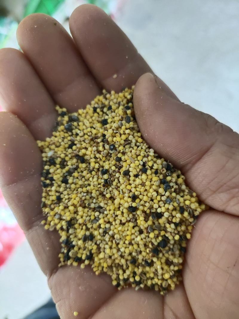 次小米，碎小米，色选米