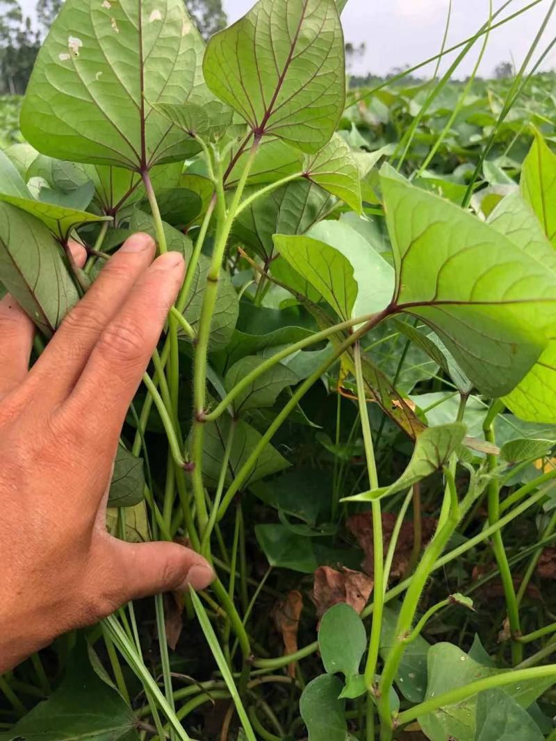 西瓜红苗济薯26脱毒苗品质高基地考察