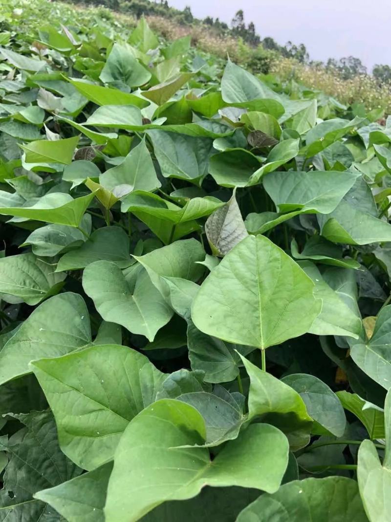 西瓜红苗济薯26脱毒苗品质高基地考察