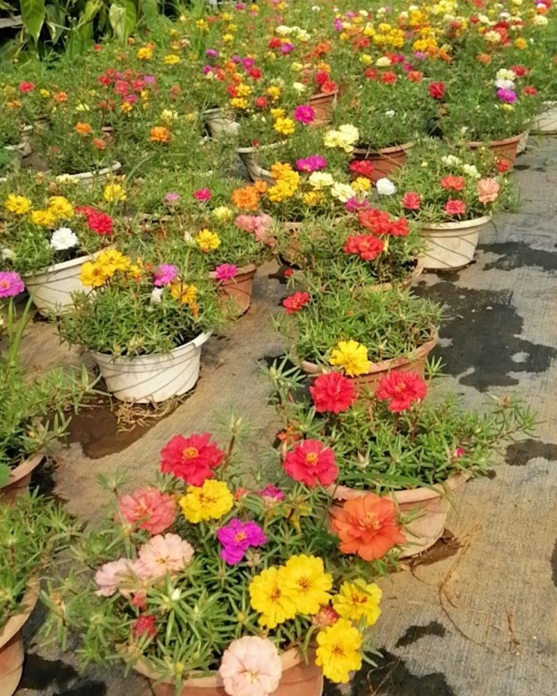 太阳花小盆景