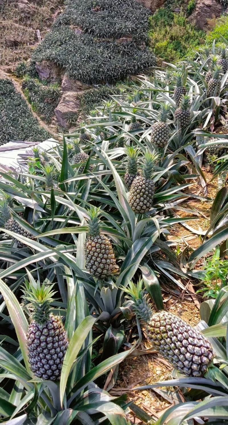云南边境地区的香蕉菠萝，个头大又好吃，欢迎咨询！