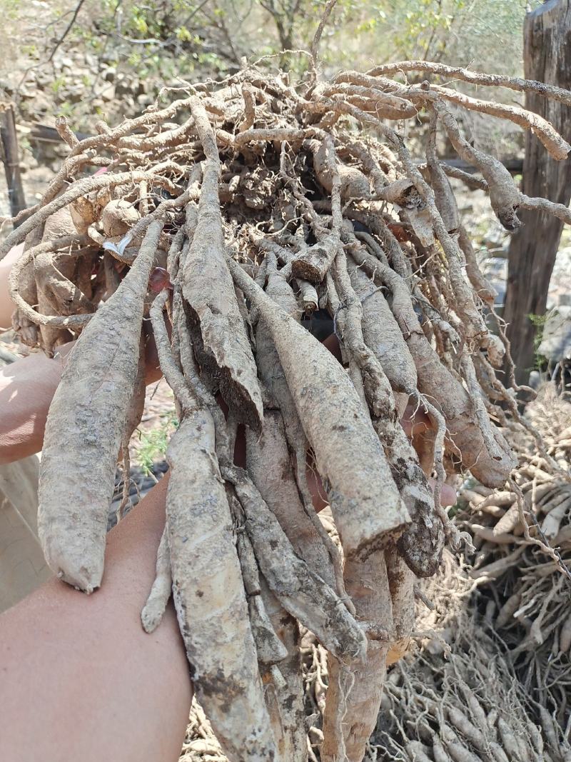 大天冬干货有一吨多自家种植，一手货源，大量批发，价格优惠