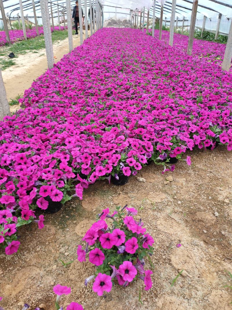 垂吊牵牛大量供应，垂吊牵牛专业种植，垂吊牵牛基地