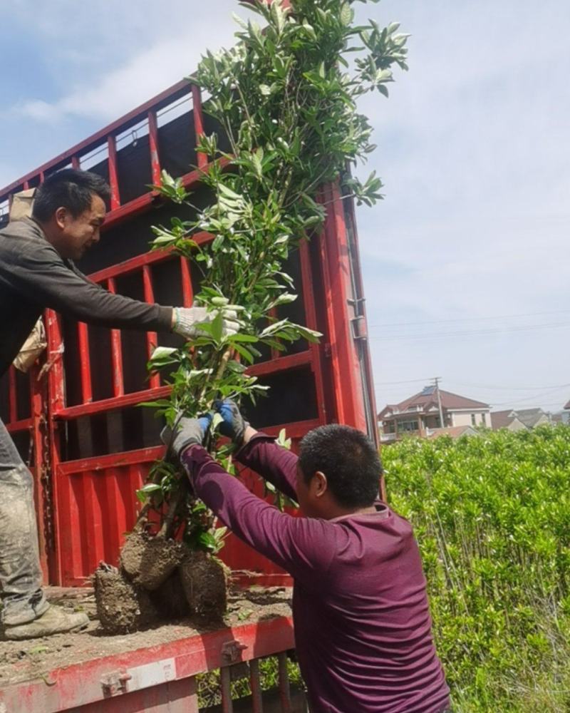 法国冬青青珊瑚产地直销