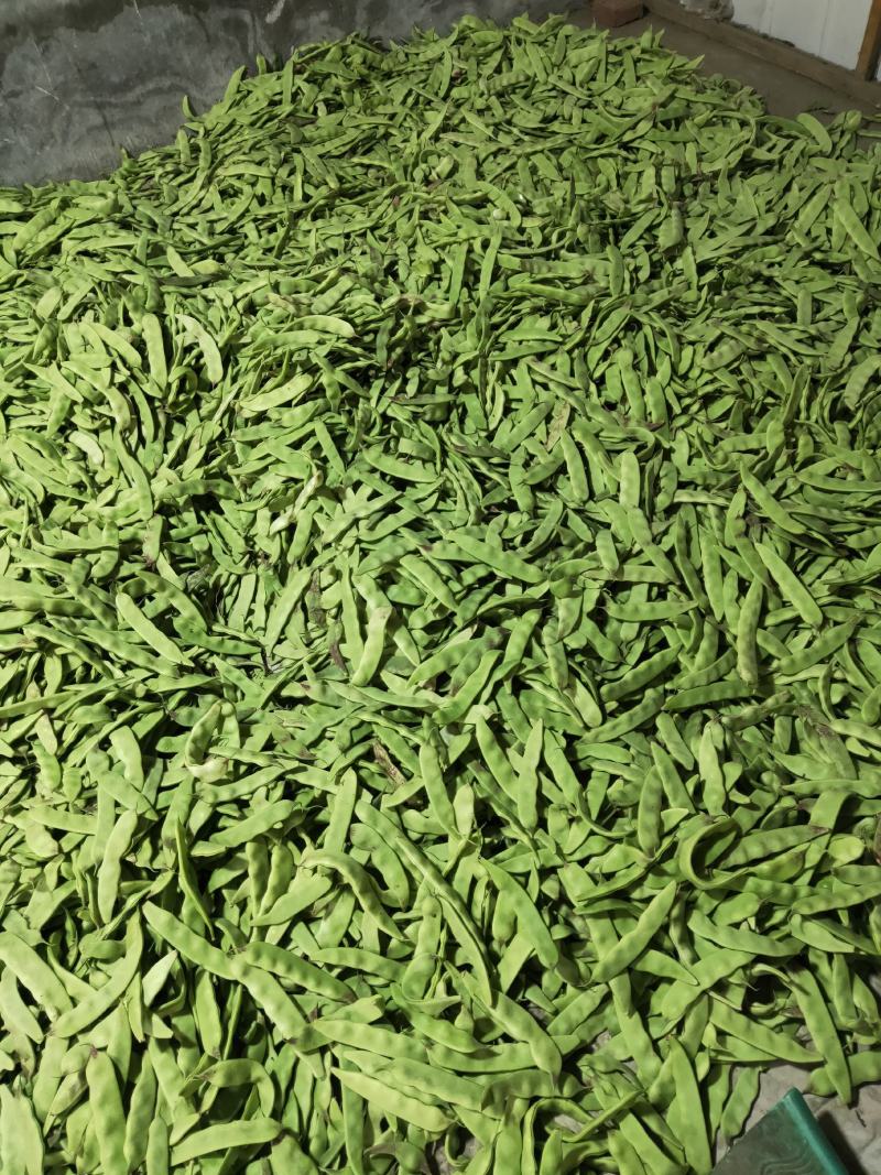油豆角.一点红油豆.大量上市.