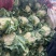 【推荐】有机花菜产地直发大量现货可视频看货品质保证