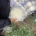 【推荐】有机花菜产地直发大量现货可视频看货品质保证