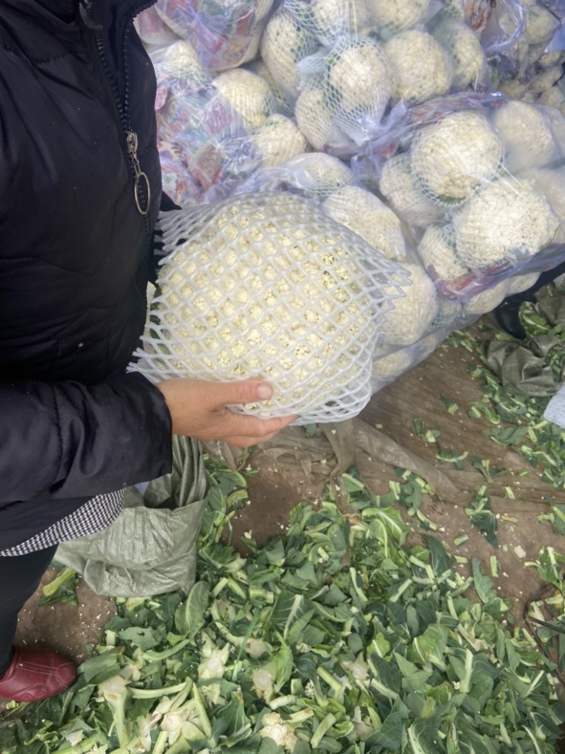 【推荐】有机花菜产地直发大量现货可视频看货品质保证