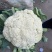 【推荐】有机花菜产地直发大量现货可视频看货品质保证