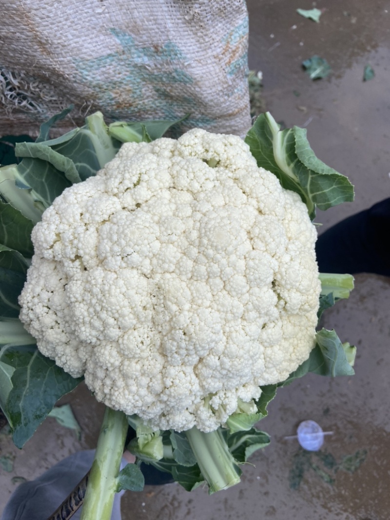 【推荐】有机花菜产地直发大量现货可视频看货品质保证