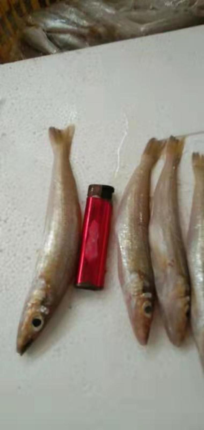 沙丁鱼，新鲜鱼，可以冰鲜发货，全国各地都有物流专线到达