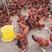 厂家批发鸡苗红玉九斤红九斤黄包运输包疫苗包成活
