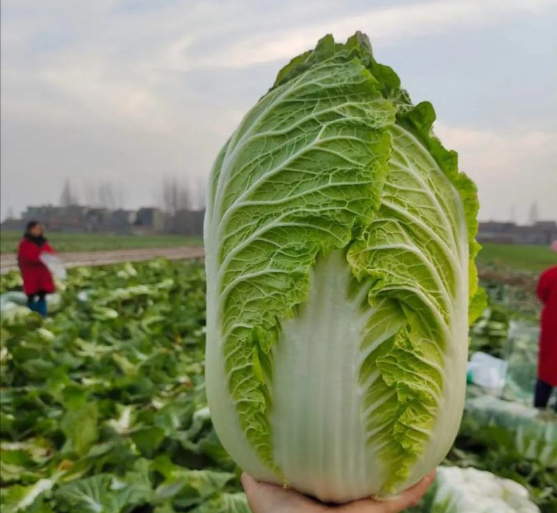 金翡翠大型玲珑黄白菜种子10g抗根肿病，