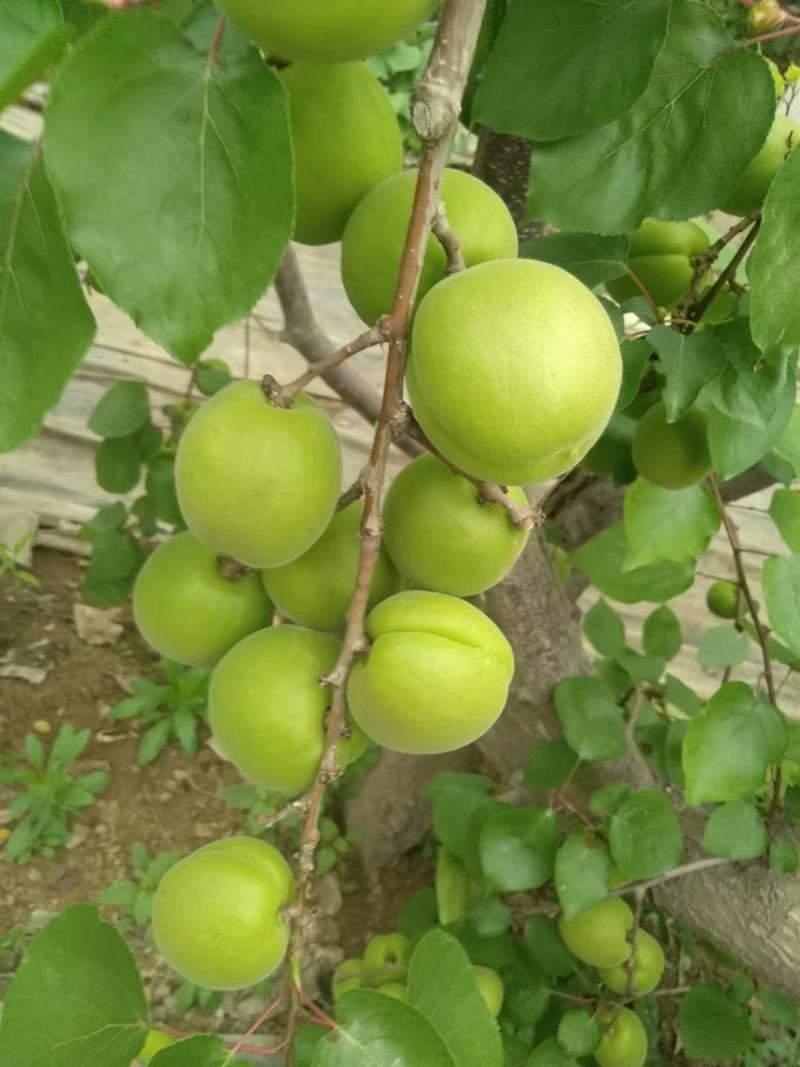 大棚金太阳杏凯特杏种植基地产地直发保质保量