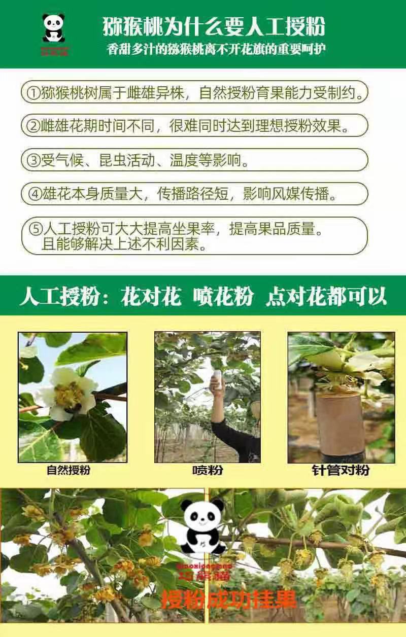 巧熊猫猕猴桃花粉销售