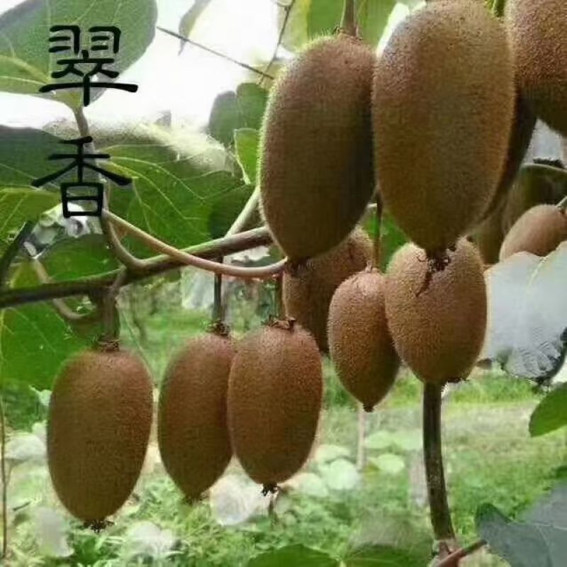 巧熊猫猕猴桃花粉销售