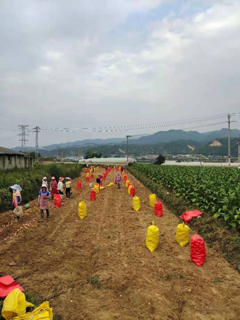 土豆红皮黄心合作88土豆基地直供量大从优对接全国