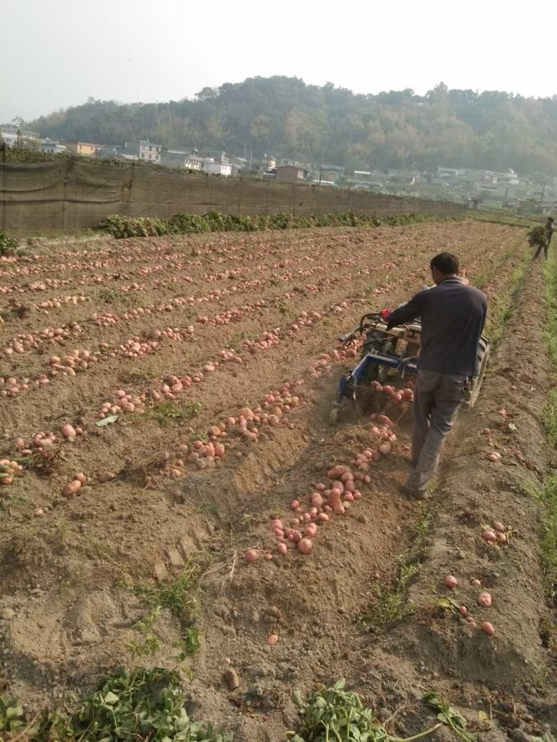 土豆红皮黄心合作88土豆基地直供量大从优对接全国