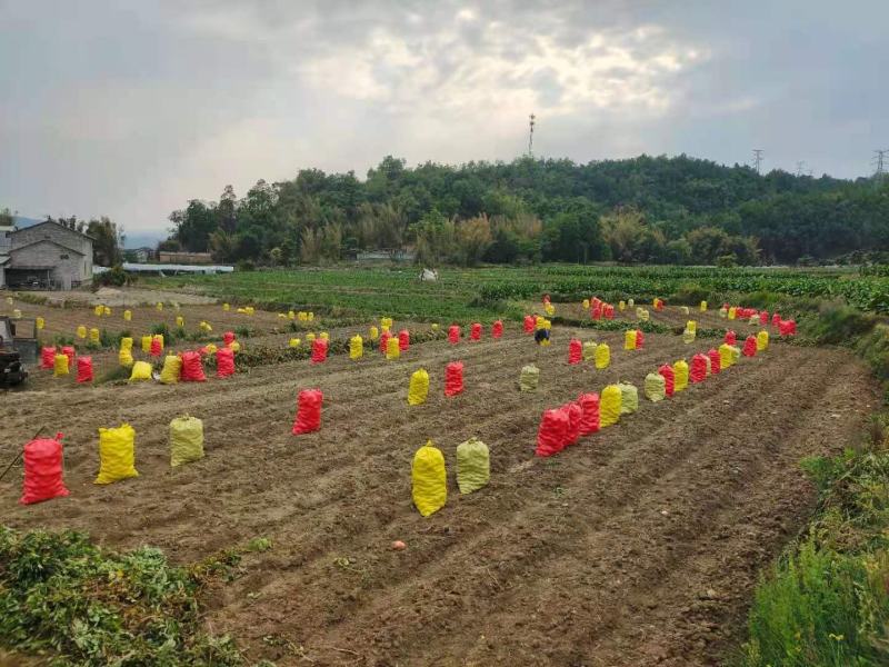 土豆红皮黄心合作88土豆基地直供量大从优对接全国