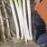 大葱精品日本钢葱大葱毛葱2cm左右30~40cm