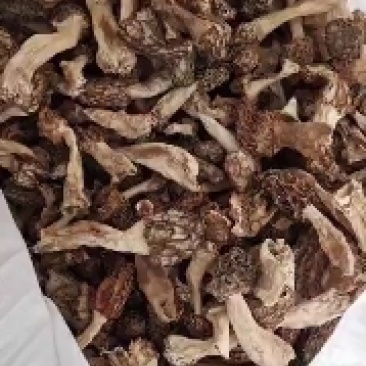 正宗秦岭野生羊肚菌，货真价实，假一赔十，一手货源